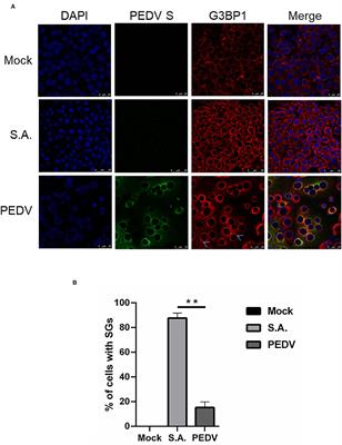 Porcine Epidemic Diarrhea Virus Infection Subverts Arsenite-Induced Stress Granules Formation